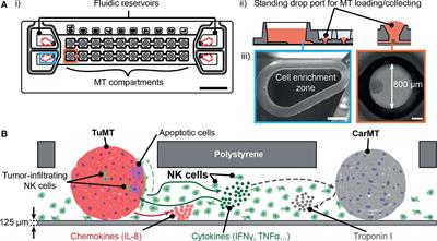 An Immunocompetent Microphysiological System to Simultaneously Investigate Effects of Anti-Tumor Natural Killer Cells on Tumor and Cardiac Microtissues